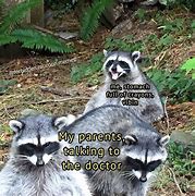 Image result for Roof Raccoon Meme