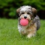 Image result for pet-supplies