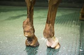 Image result for Horse Rear Leg Injuries