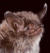 Image result for Gray Bat Usfws