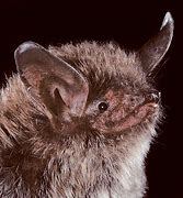 Image result for Long Ear Bat