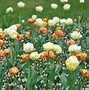 Image result for Tulipa Wonder Club