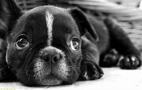 Image result for Cute Smiling Puppy Wallpaper