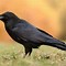 Image result for Raven vs Crow Feather