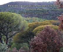 Image result for decaimiento