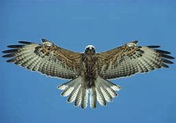 Image result for Buteo galapagoensis