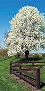 Image result for Fruitless Pear Trees