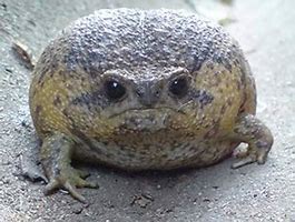 Image result for Chunky Rain Frog