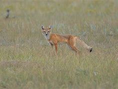 Image result for oprah jaime foxx taylor swift megan fox