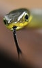 Tamaño de Resultado de imágenes de Dendrelaphis punctulatus.: 62 x 100. Fuente: www.flickr.com