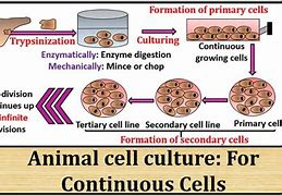 Image result for Continuous Culture