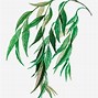 Image result for Willow Tree Clip Art