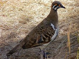 Image result for Geophaps Columbidae