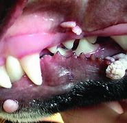 Image result for Papilloma Dog Skin