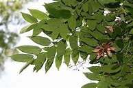 Image result for Cedrela Odorata Plants