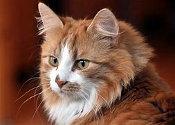 Image result for Adorable Cat Face