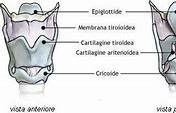 Image result for cartilaginiso