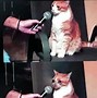 Image result for Cat Crying Meme Song