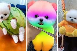 Image result for Little Puppies Doing Funny Things