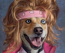 Image result for Weird Stock Photo Dog