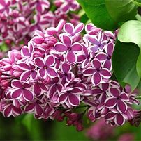 Image result for Syringa vulgaris Sensation