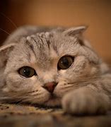 Image result for cute cats wallpapers