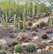 Image result for Desert Landscape with Cactus