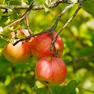 Image result for Honeycrisp Apple Tree