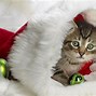 Image result for Merry Christmas Kitty Images
