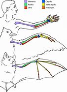 Image result for Cat with Bat Wings Drawing