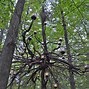 Image result for Gothic Tree Species