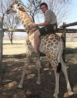 Image result for Giraffe Riding