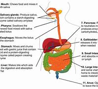 Image result for All Organ Systems in Human Body