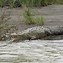 Image result for crocodilo