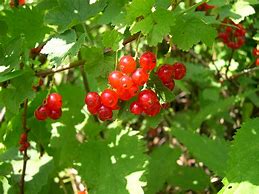 Image result for Ribes rubrum Versaillaise Blanche