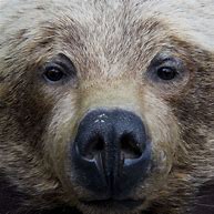 Image result for Grizzly Bear Nose