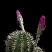 Image result for Types of Cactus