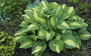 Bildergebnis für Hosta Lakeside Spellbinder