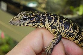 Image result for Golden Tegu Lizard