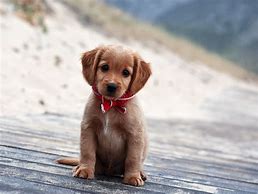 Image result for Puppies Are so Cute