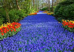 Image result for Arranged Flower Garden Netherlands