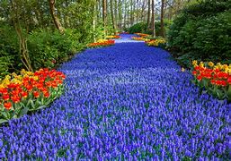 Image result for Netherlands Spring Garden Tour