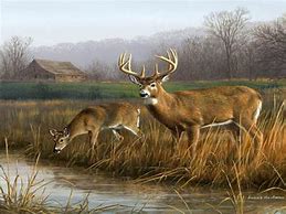 Image result for Deer Hunting Screensavers