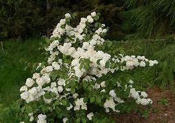 Image result for Viburnum plicatum Popcorn