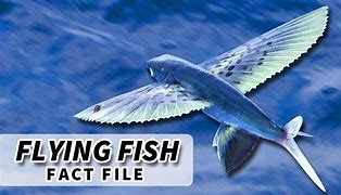 Image result for Flying Fish Facts