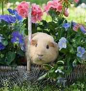 Image result for Guinea Pig Hamster