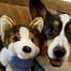 Image result for Cute Dogs Funny Animals