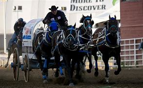 Image result for Chuckwagon Racing