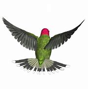 Image result for Hummingbird iPad Commercial