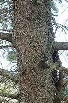 Image result for Spruce Tree Bark Identification